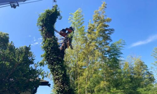 アンブローズ邸　北区打越町_210715_1